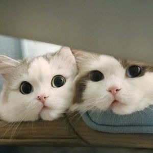 Meet your Posher, Eva